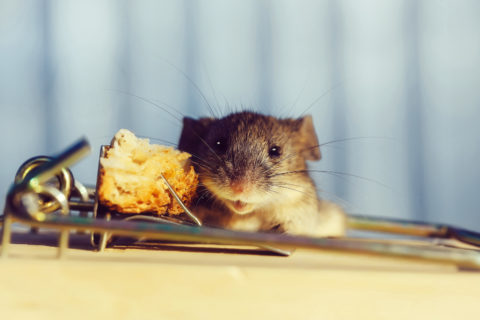 Rischio e rendimento trappole